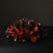 Wave Red Coral