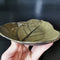 Mulberry Leaf Plate