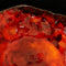 Cloudy Red Asymmetrical Plate