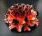 Wave Red Coral